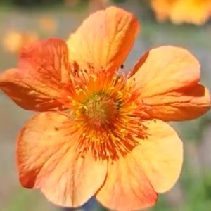 Meet your Posher, Robin